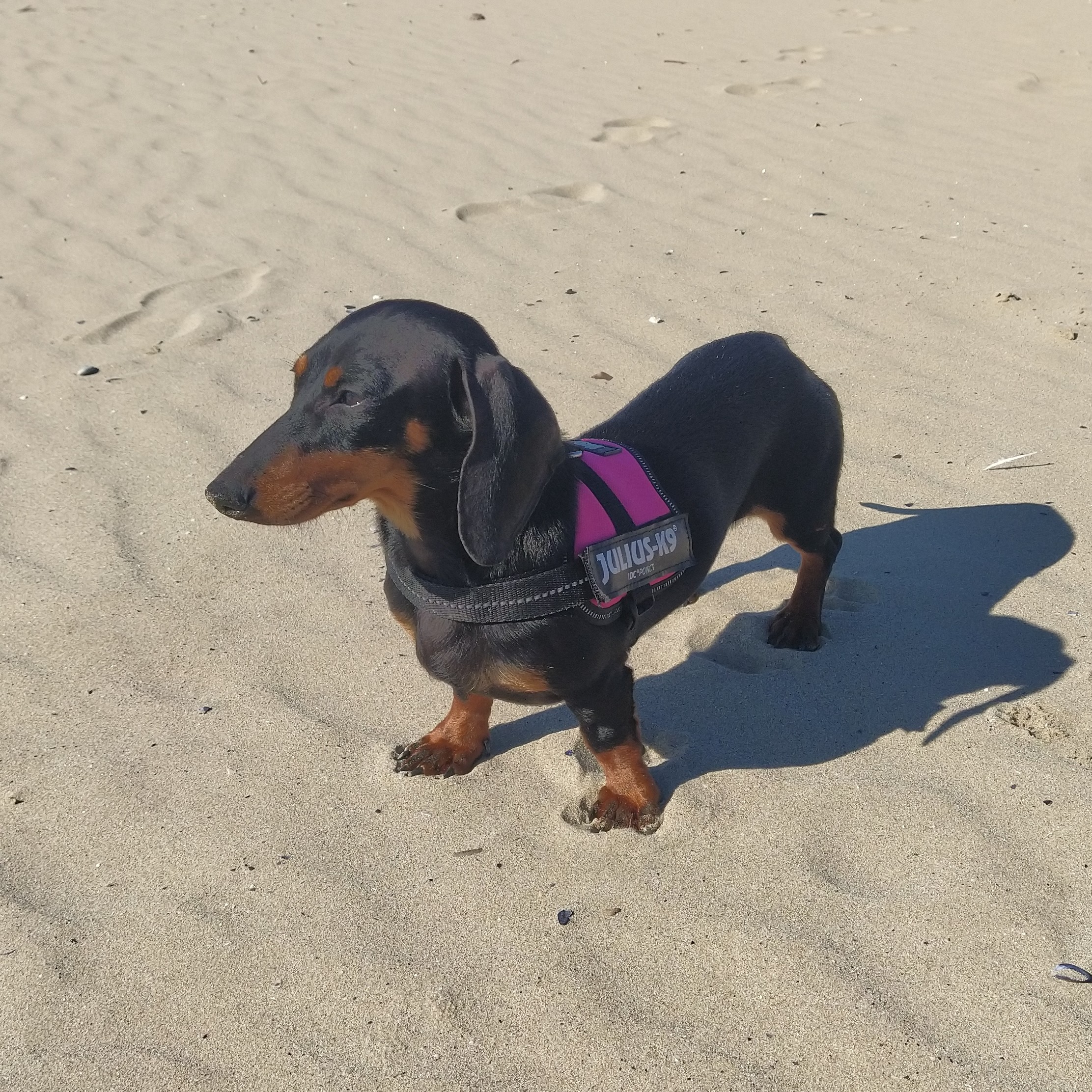 Dog on the beach